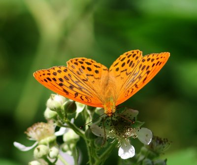 Keizersmantel - Silver-washed Fritillary