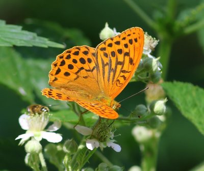 Keizersmantel - Silver-washed Fritillary