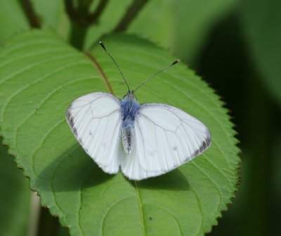 Klein Geaderd Witje - Gree-veined White