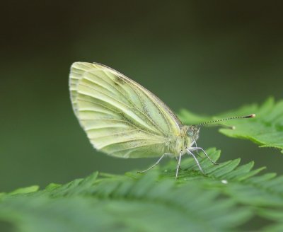 Klein Koolwitje - Small White