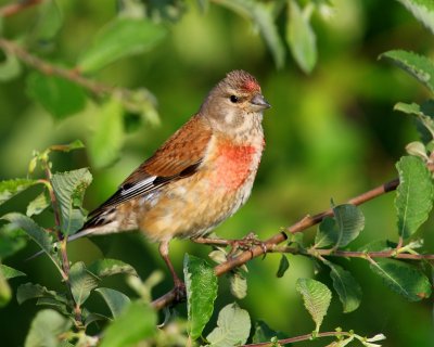 Kneu - Common Linnet