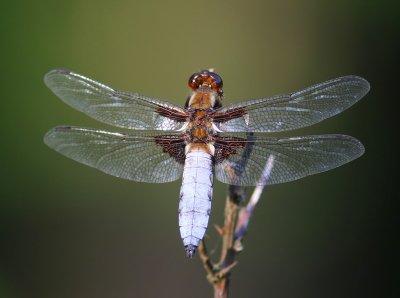 Platbuik - Broad-bodied Chaser