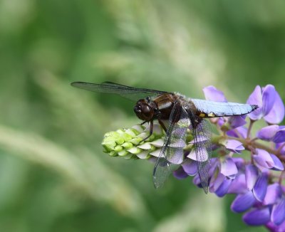 Platbuik - Broad-bodied Chaser