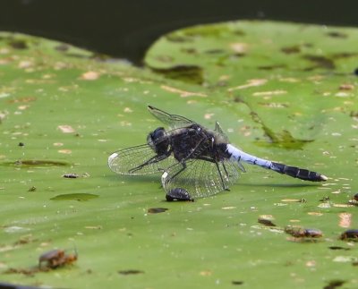 Sierlijke Witsnuitlibel - Lilypad Whiteface