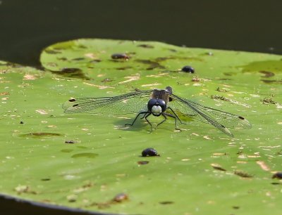 Sierlijke Witsnuitlibel - Lilypad Whiteface