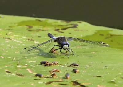 Sierlijke Witsnuitlibel - Lilypad Whiteface