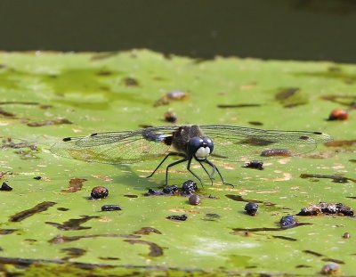 Sierlijke Witsnuitlibel - Lilypad Whiteface