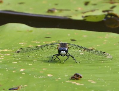 Sierlijke Witsnuitlibel - Lilypad Whiteface