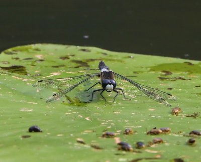 Sierlijke Witsnuitlibel - Lilypad Whiteface