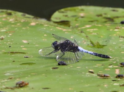 Sierlijke Witsnuitlibel - Lilypad Whiteface