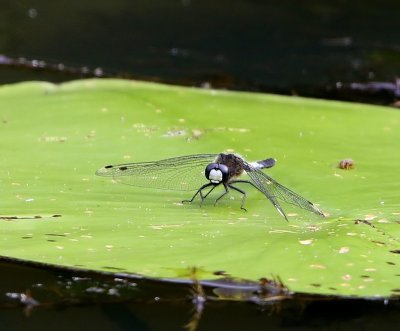 Sierlijke Witsnuitlibel - Lilypad Whiteface