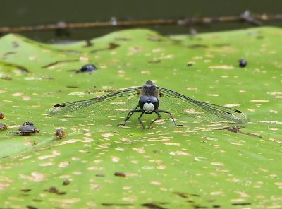 Sierlijke Witsnuitlibel - Lilypad Whiteface
