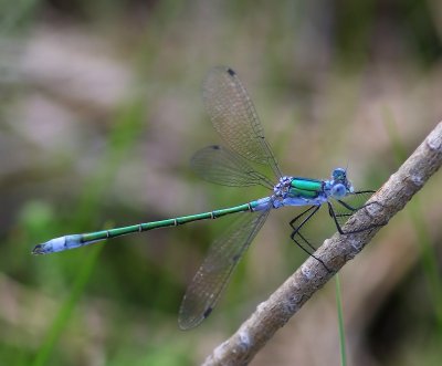 Tangpantserjuffer - Scarce Emerald Damselfly