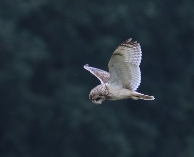 Velduil - Short-eared Owl