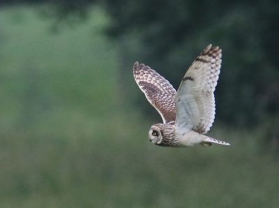 Velduil - Short-eared Owl