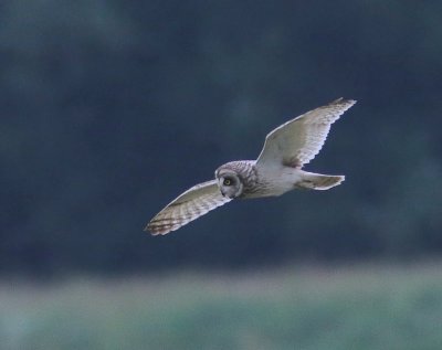 Velduil - Short-eared Owl