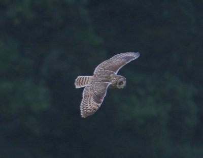 Velduil - Short-eared Owl