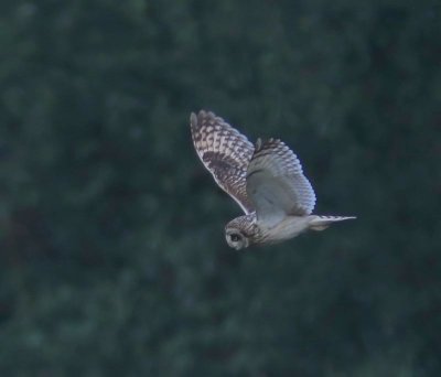 Velduil - Short-eared Owl