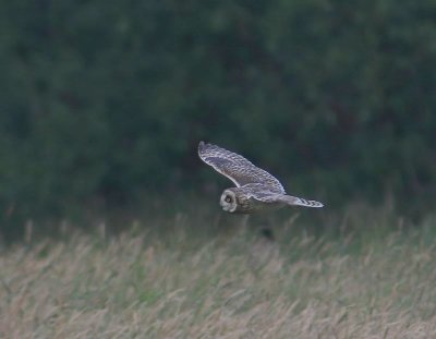 Velduil - Short-eared Owl