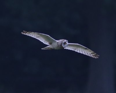 Velduil - Short-eared Owl
