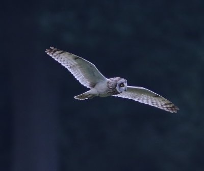 Velduil - Short-eared Owl