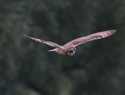 Velduil - Short-eared Owl