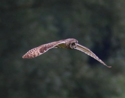 Velduil - Short-eared Owl