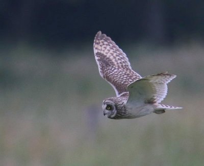 Velduil - Short-eared Owl
