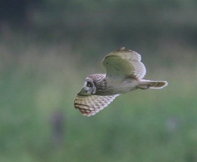 Velduil - Short-eared Owl
