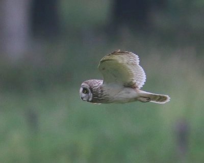 Velduil - Short-eared Owl