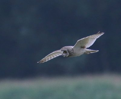 Velduil - Short-eared Owl
