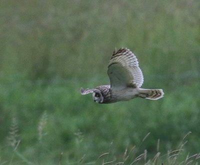 Velduil - Short-eared Owl