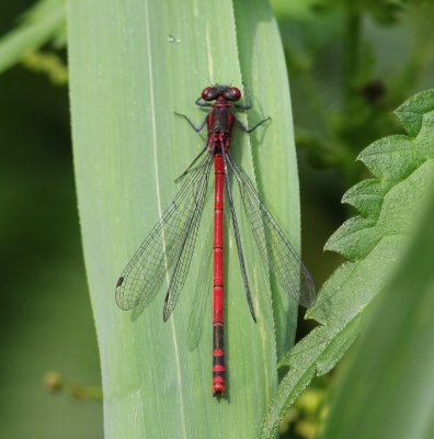 Vuurjuffer - Large Red Damselfly