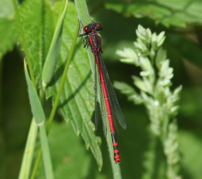 Vuurjuffer - Large Red Damselfly