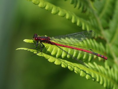 Vuurjuffer - Large Red Damselfly