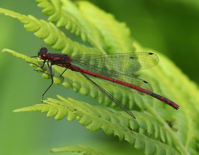 Vuurjuffer - Large Red Damselfly