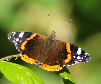 Atalanta - Red Admiral