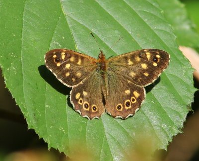 Bont Zandoogje - Speckled Wood