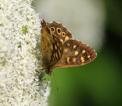 Bont Zandoogje - Speckled Wood