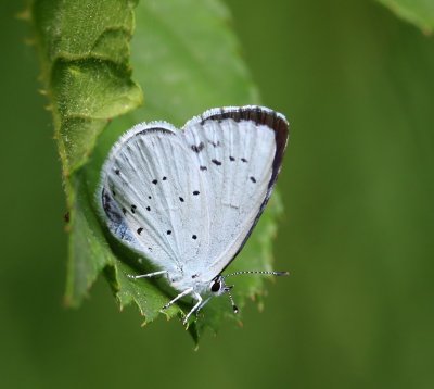 Boomblauwtje - Holly Blue