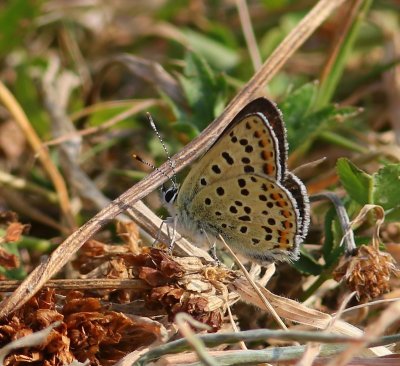 Bruine Vuurvlinder - Sooty Copper