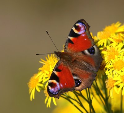 Dagpauwoog - Peacock Butterfly