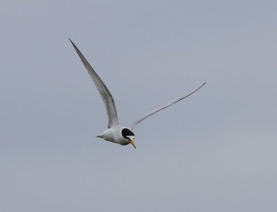 Dwergstern - Little Tern