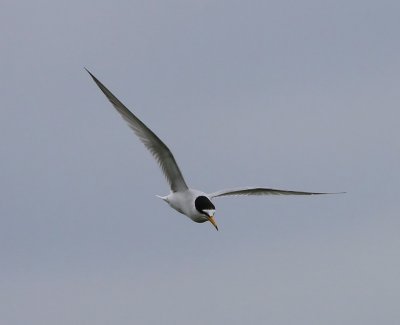 Dwergstern - Little Tern