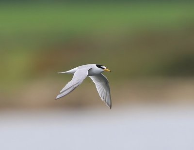 Dwergstern - Little Tern