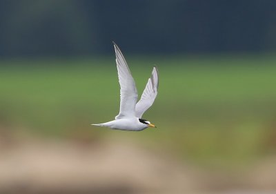 Dwergstern - Little Tern