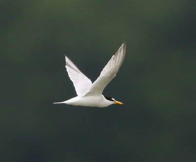 Dwergstern - Little Tern