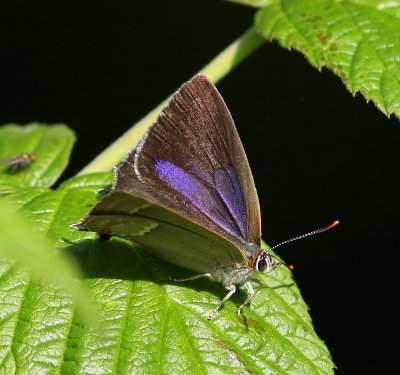 Eikenpage - Purple Hairstreak