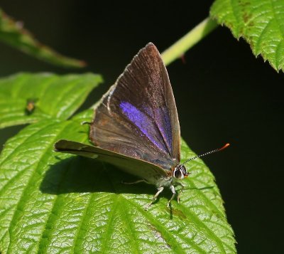 Eikenpage - Purple Hairstreak