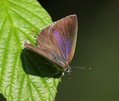 Eikenpage - Purple Hairstreak